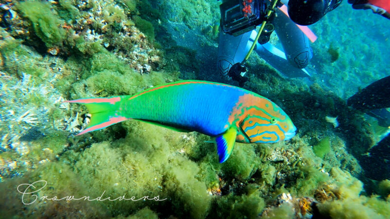 ダイバーの周りを泳ぐ派手な色のヤマブキベラのオス