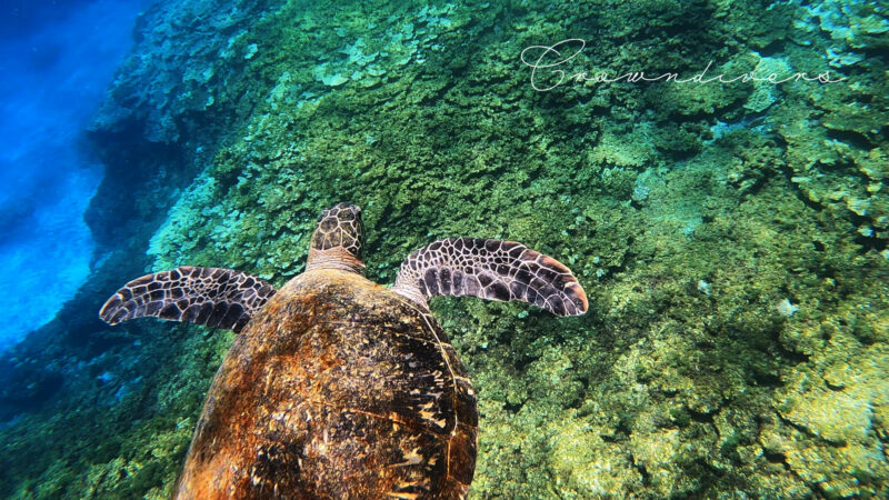 珊瑚礁の上を泳ぐアオウミガメ