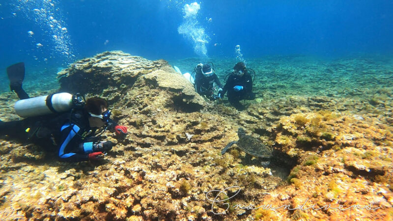 ミドリイシサンゴに背中を擦り付けているアオウミガメを観察しているダイバーたち