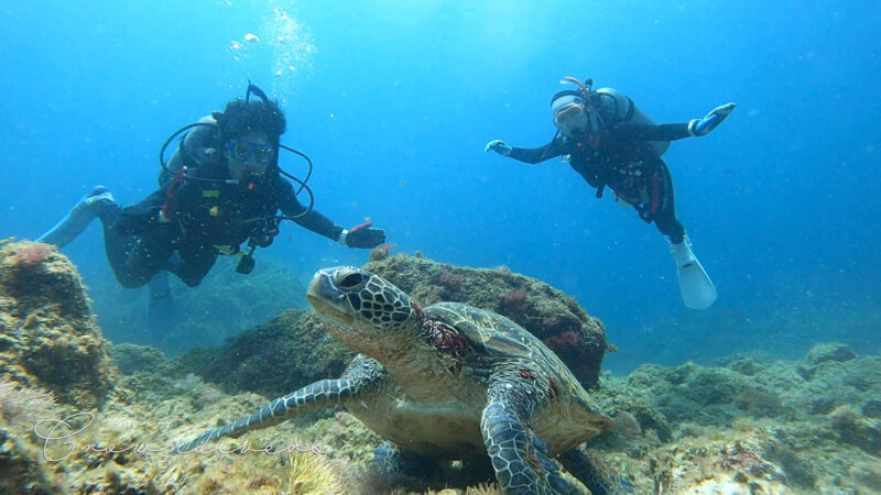 アオウミガメと一緒に記念写真を撮るダイバー