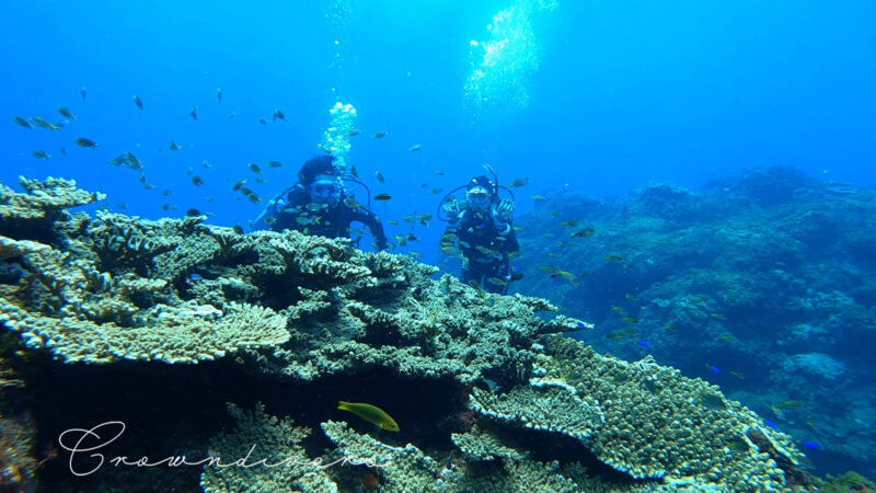 サンゴに群れる魚たちを見ているダイバー