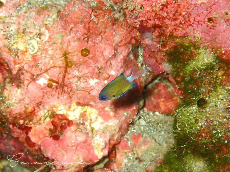 オナガスズメダイの幼魚