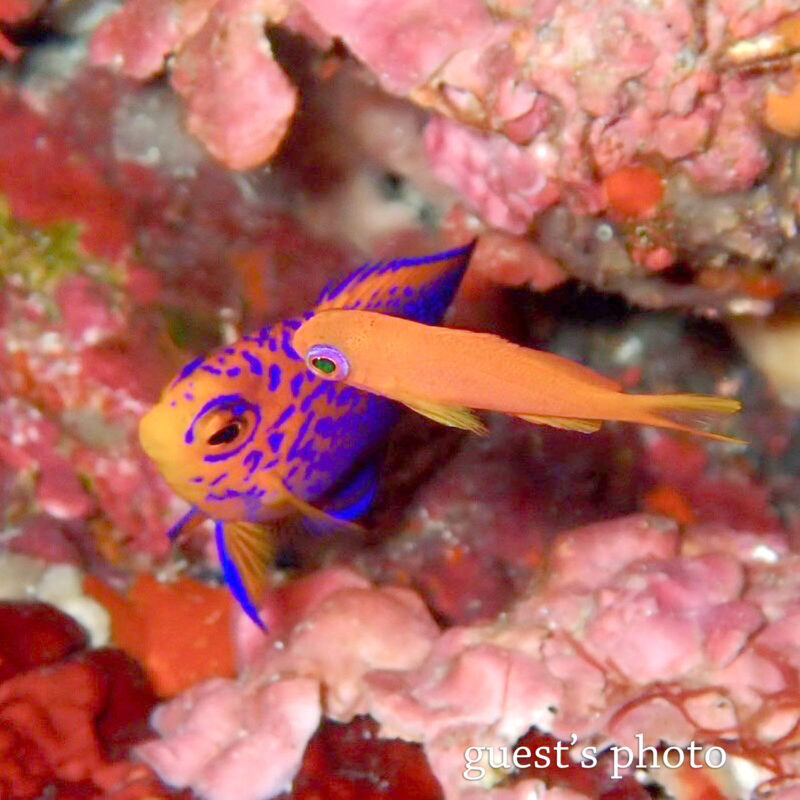 キンギョハナダイとレンテンヤッコの幼魚