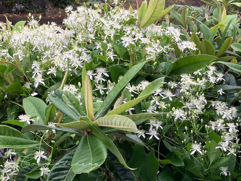 ツル系の植物に樹上を占領されているビワの木