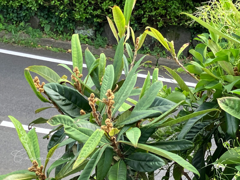 ビワの花が咲きそうな株