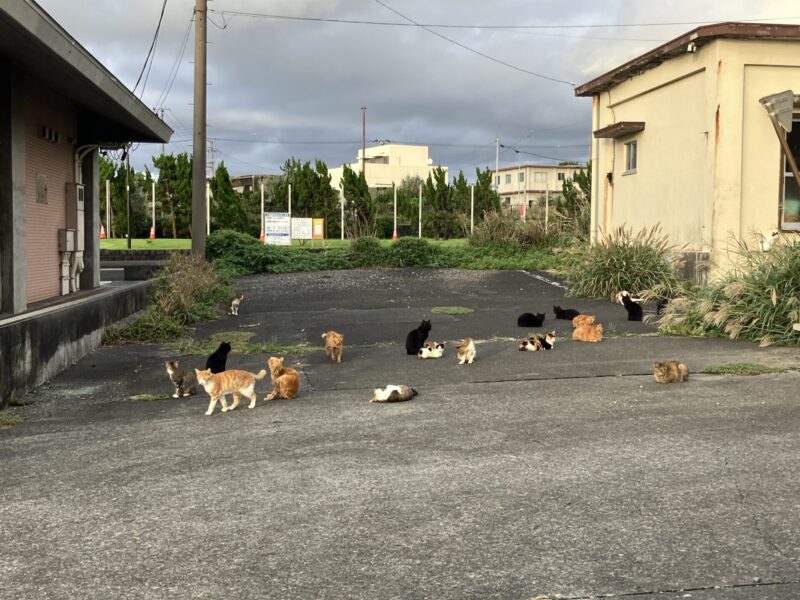 夕方みんなで寛いでいる八重根のネコたち