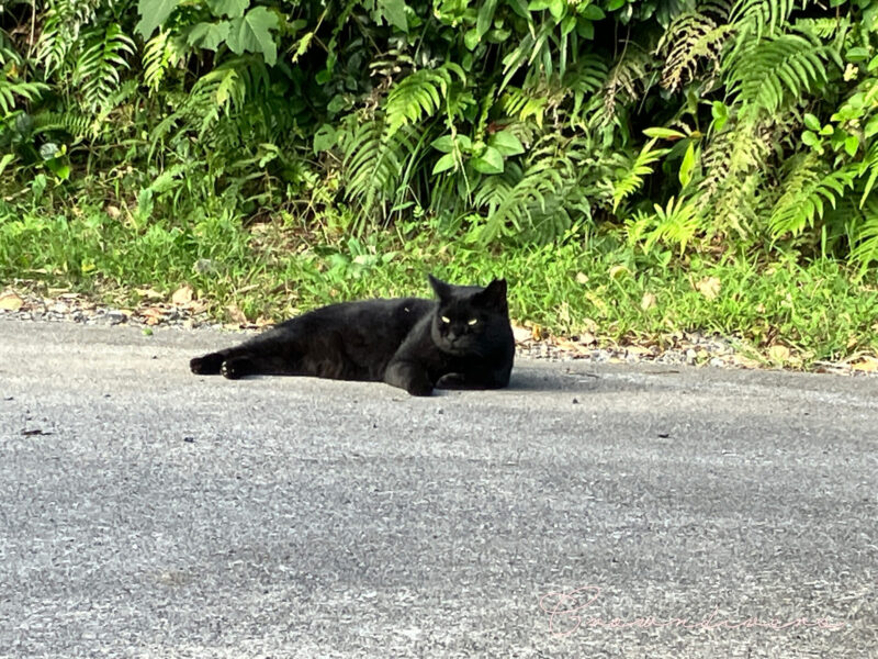 地面でゴロゴロしている黒猫