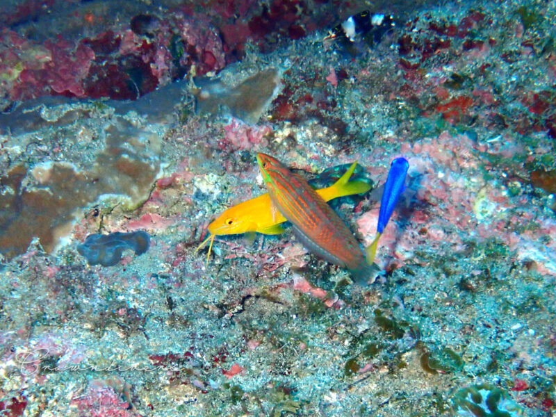 ニシキベラと一緒にご飯を探している黄色いマルクチヒメジの幼魚