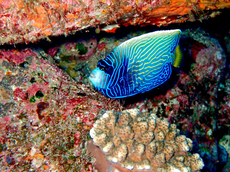 幼魚から成魚になる途中の柄が綺麗なタテジマキンチャクダイの幼魚