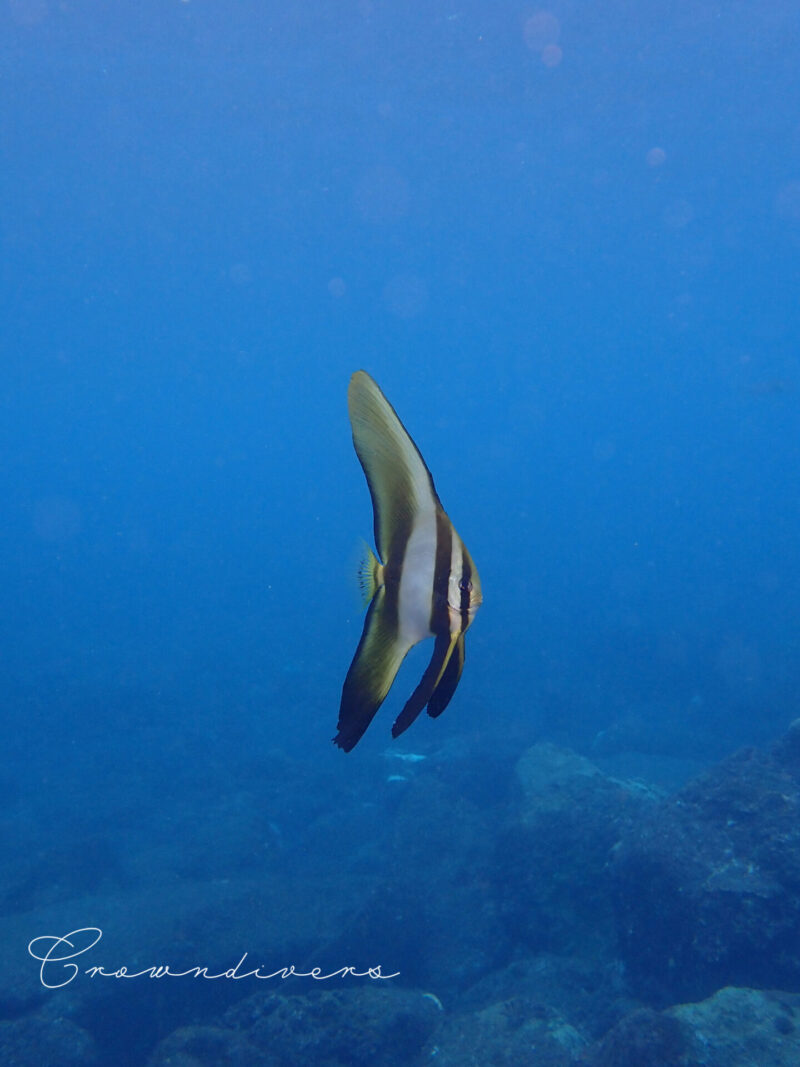 ミカヅキツバメウオ