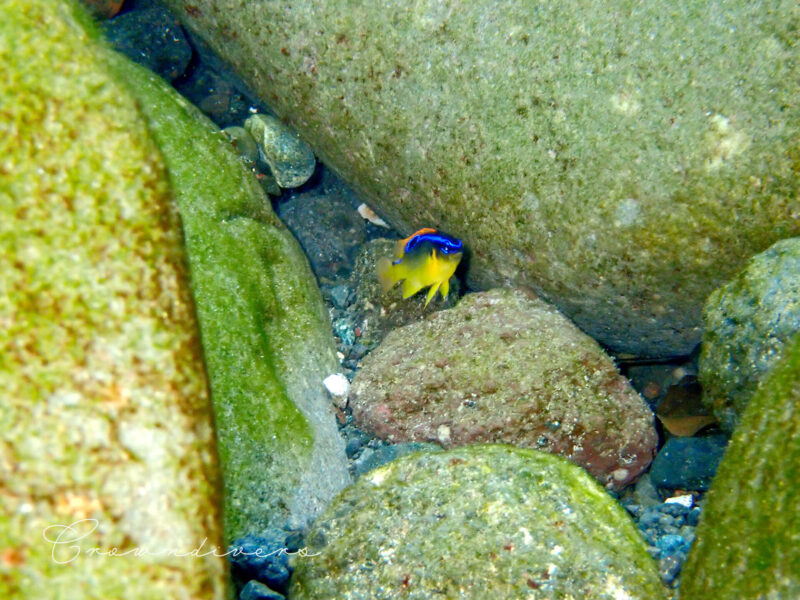 岩陰から顔を出しているミヤコキセンスズメダイの幼魚