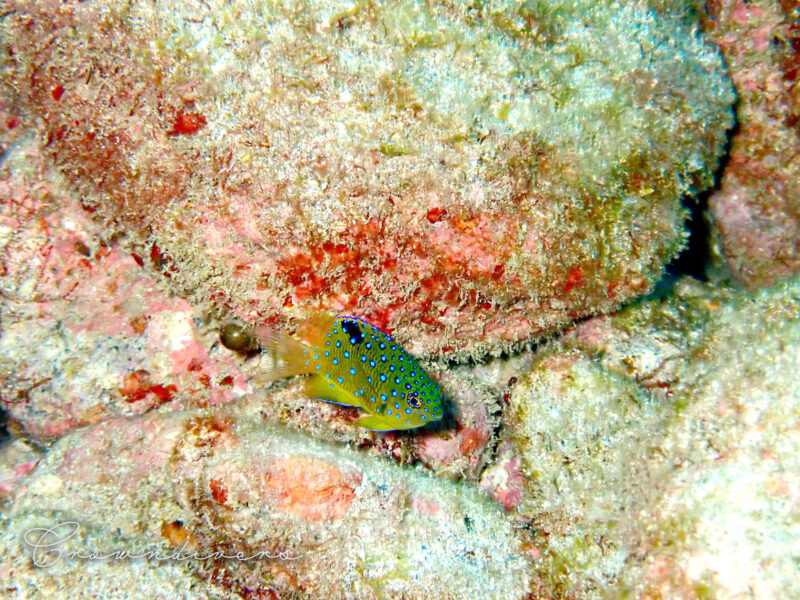 水色のドット柄が綺麗なルリホシスズメダイの幼魚