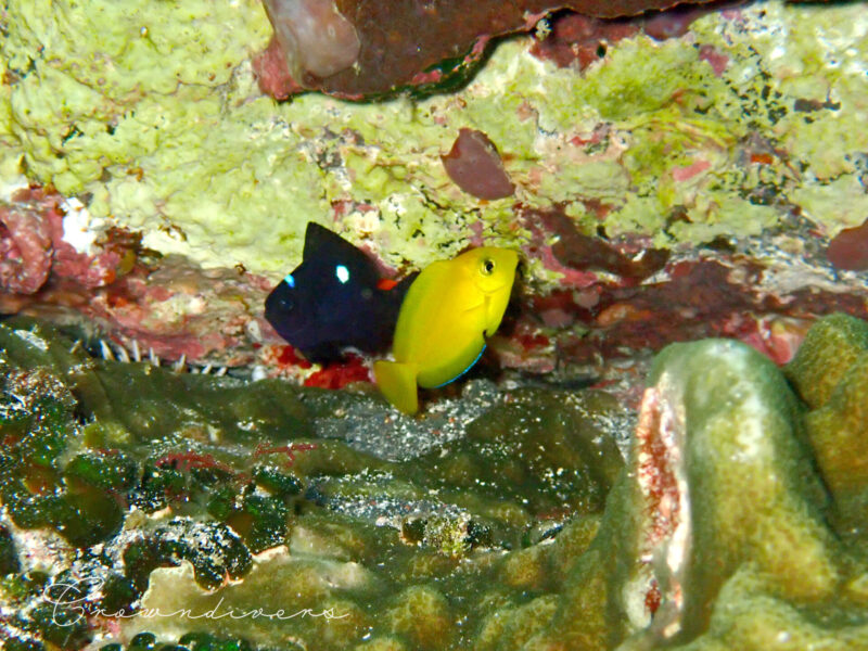 黄色が鮮やかモンツキハギの幼魚