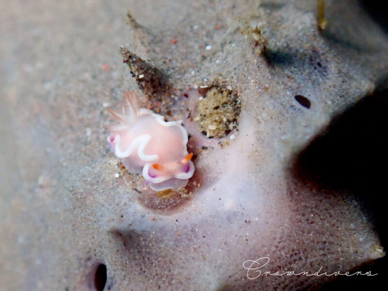 海綿の上にいた肉眼ではわからない米粒の大きさの物体を撮ってみたらウミウシだった