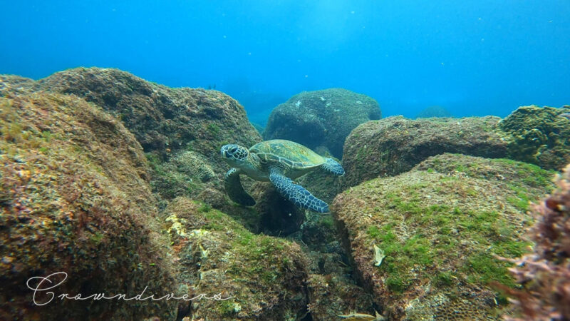 水底で休んでいるアオウミガメ