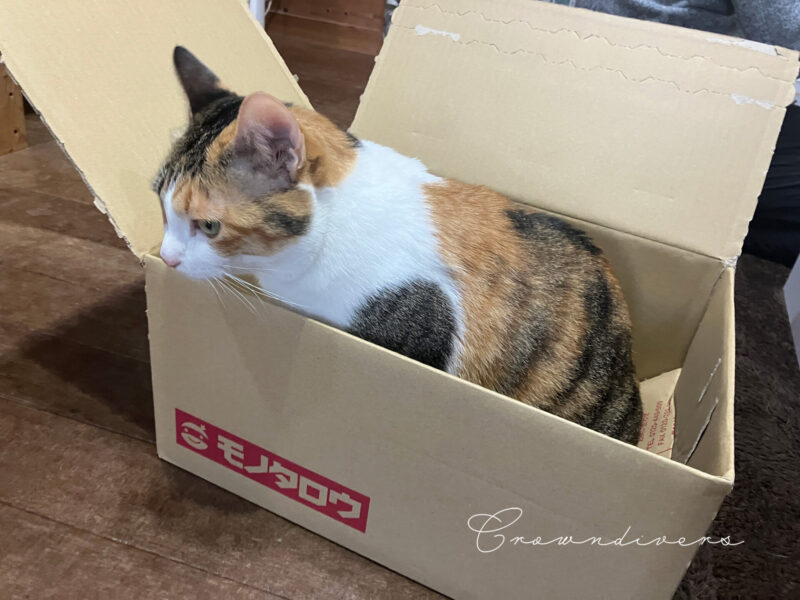 ダンボール箱に入ってご機嫌な三毛猫