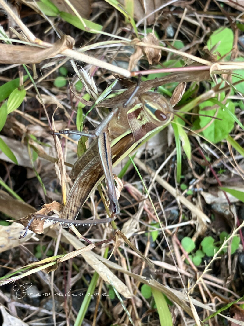 草の色とそっくりに擬態しているバッタ