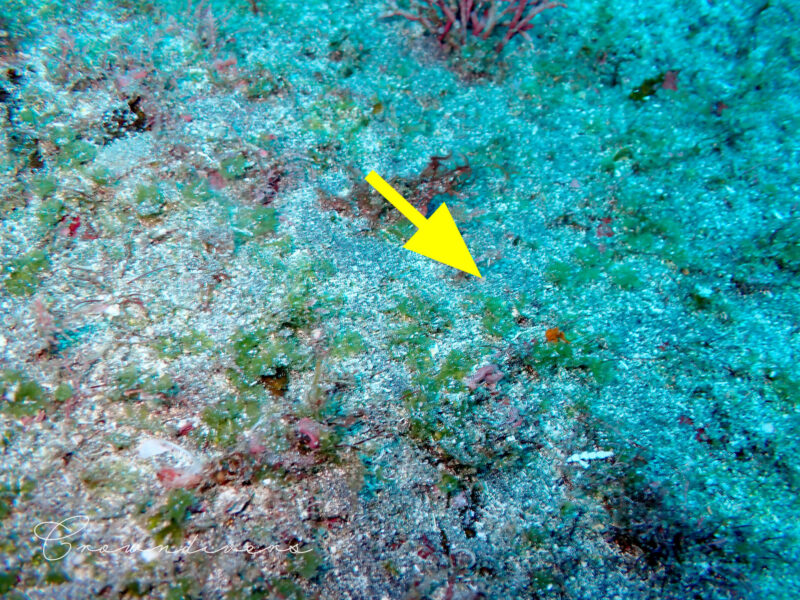 海藻の陰に隠れる小さなイロカエルアンコウ