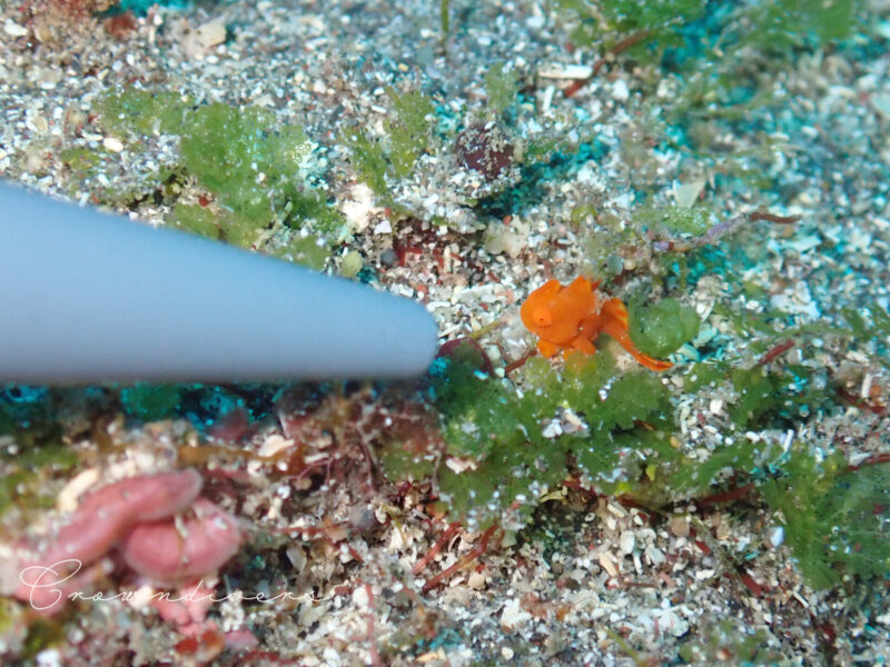 海藻の陰に隠れる小さなイロカエルアンコウ