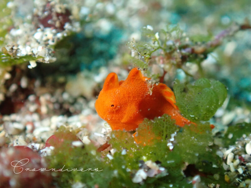 海藻の陰に隠れる小さなイロカエルアンコウ