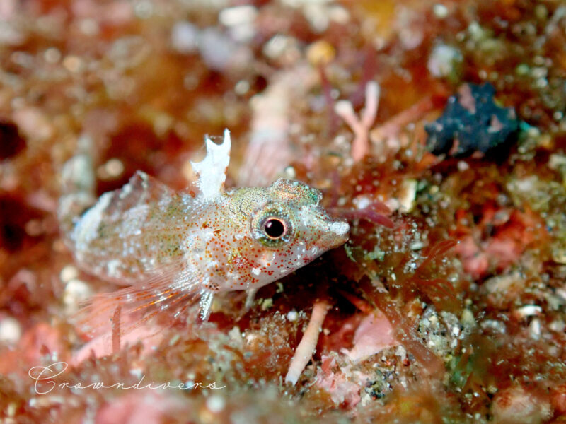 目がクリクリしていて可愛いヒメギンポの幼魚