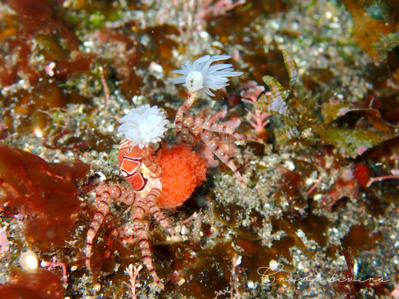 鮮やかなオレンジ色の卵を沢山抱卵しているキンチャクガニ