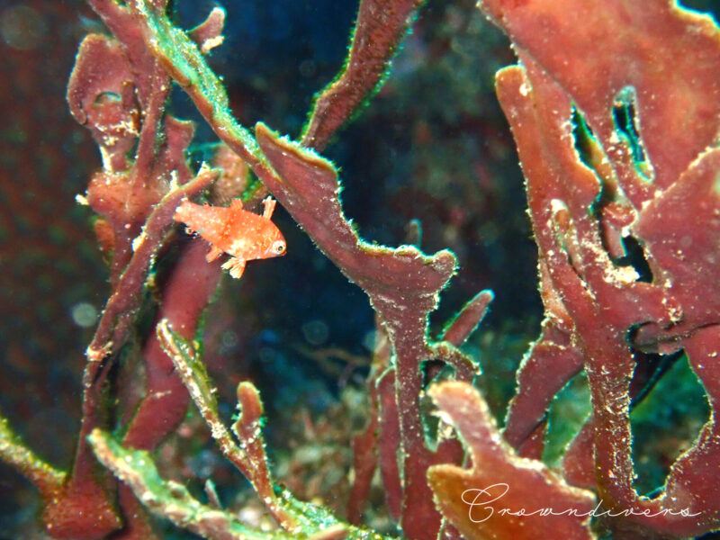 カイメンに隠れて揺れているノドブロベラの幼魚