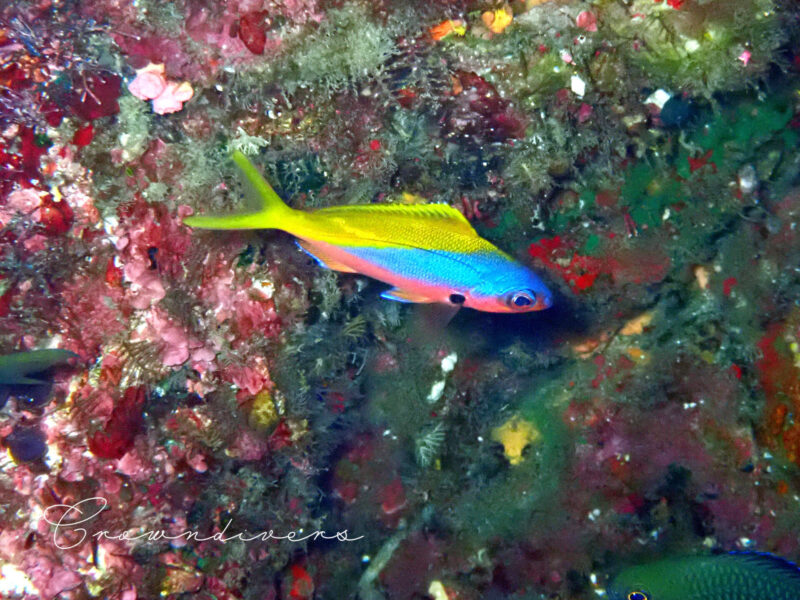 キンギョハナダイと同じ大きさのウメイロモドキの幼魚