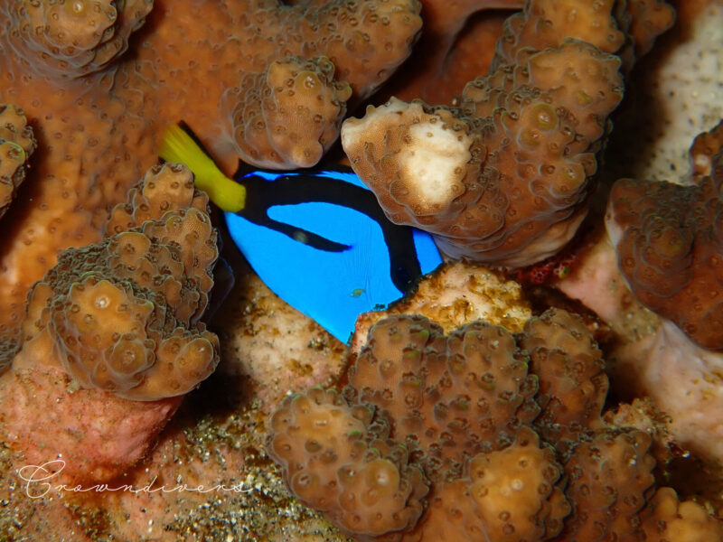 ミドリイシサンゴの中に隠れているナンヨウハギの幼魚