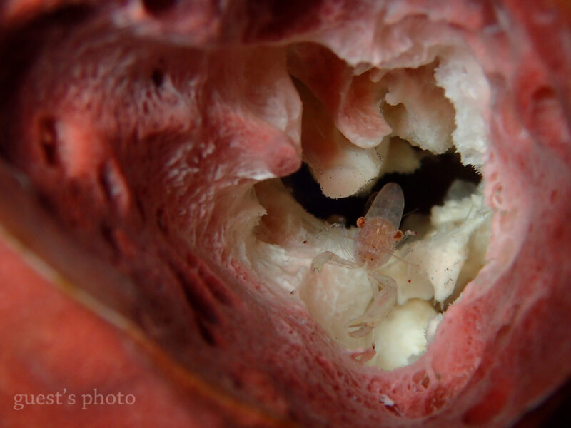カイメンの中に住んでいるクシノハカクレエビ