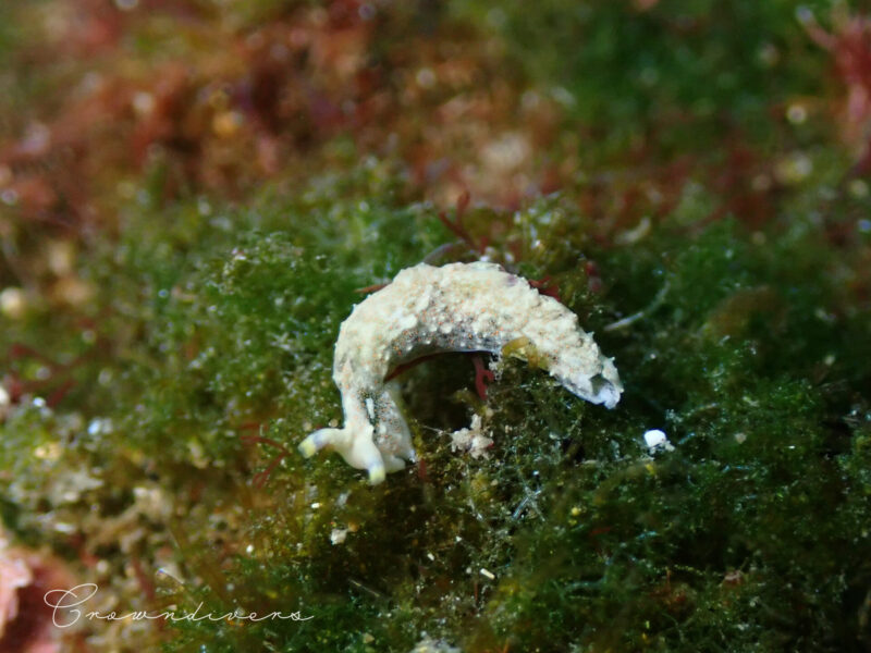 海藻の上を歩くツノクロミドリガイ