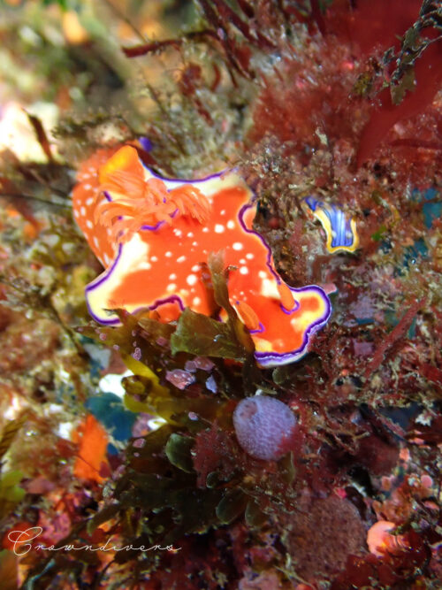 大きなニシキウミウシの横にいる小さなコンガスリウミウシ