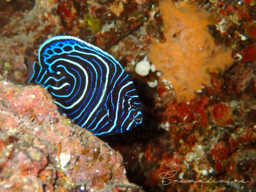 岩場の影から出てくるタテジマキンチャクダイの幼魚