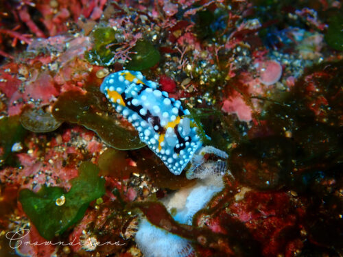 水色が綺麗なシモフリカメサンウミウシ