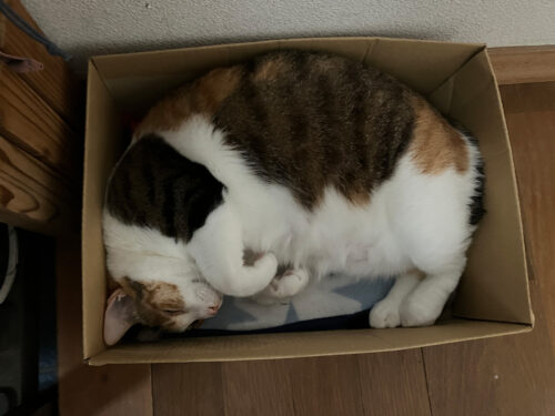 段ボール箱に入って丸まる三毛猫