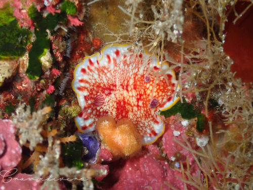 コケムシに囲まれるウミウシ