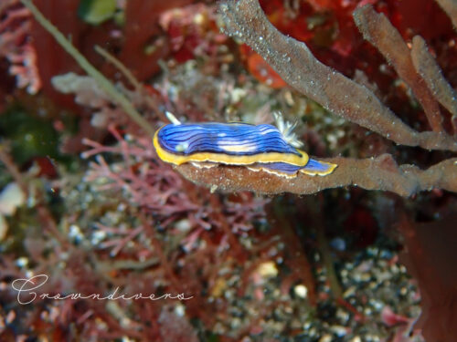 カイメンの上に乗っているコンガスリウミウシ