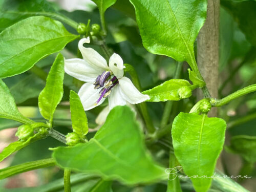 島唐辛子の白い花