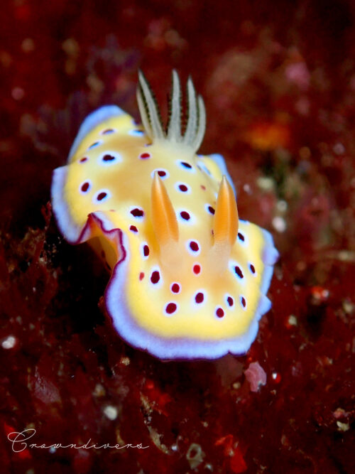 色と柄が素敵なオトヒメウミウシ