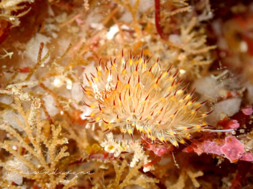 ホソエダコケムシを食べているコヤナギウミウシ