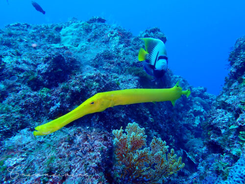 黄色いヘラヤガラと一緒に泳ぐタテジマキンチャクダイの大きな成魚