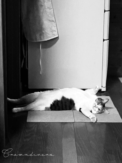 お腹を見せて仰向けになっている三毛猫