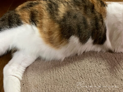 三毛猫のお腹の柄が日本刀の刃文に見える