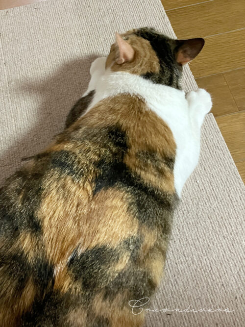 三毛猫の背中にハート柄の茶色い毛が見える