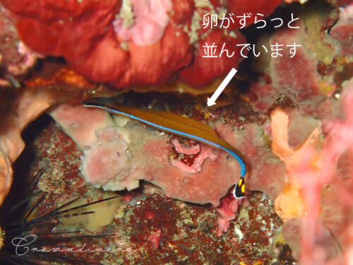 卵が並んだお腹のノコギリヨウジ