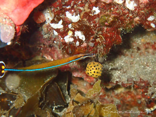ノコギリヨウジと一緒に住んでいるミナミハコフグの幼魚