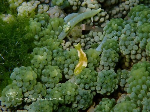 海藻の上のヒラタイミドリガイ