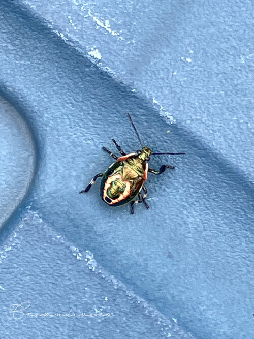 メタル調の背中の色をしているキュウシュウクチブトカメムシ
