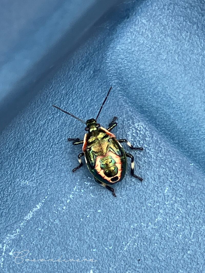 メタル調の背中の色をしているキュウシュウクチブトカメムシ