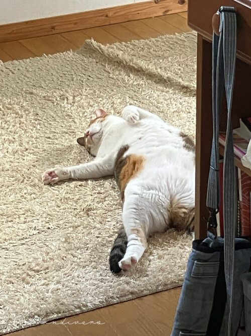 お腹を出して寝ている三毛猫